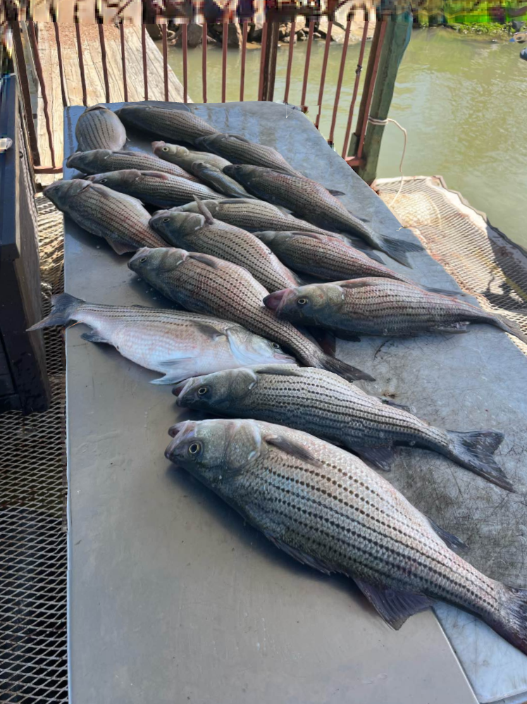 Lake Buchanan Fishing Reports