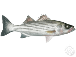 Striped Bass